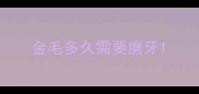 金毛多久需要磨牙