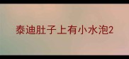 泰迪肚子上有小水泡
