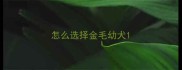 怎么选择金毛幼犬