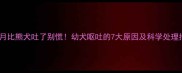两个月比熊犬吐了别慌幼犬呕吐的7大原因及科学处理指南