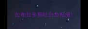 拉布拉多狗吐白色粘液