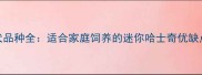 哈士奇小型犬品种全适合家庭饲养的迷你哈士奇优缺点及饲养指南