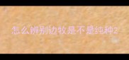 怎么辨别边牧是不是纯种