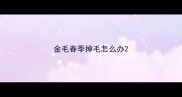 金毛春季掉毛怎么办