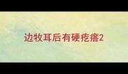 边牧耳后有硬疙瘩