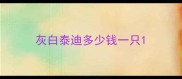 灰白泰迪多少钱一只