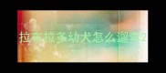 拉布拉多幼犬怎么遛弯
