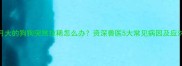 五个月大的狗狗突然拉稀怎么办资深兽医5大常见病因及应对方案