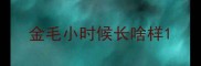 金毛小时候长啥样
