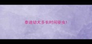 泰迪幼犬多长时间驱虫