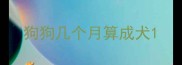 狗狗几个月算成犬