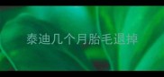 泰迪几个月胎毛退掉