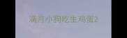 满月小狗吃生鸡蛋