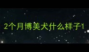2个月博美犬什么样子