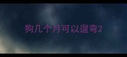 狗几个月可以遛弯