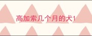 高加索几个月的犬