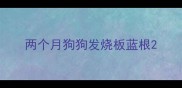 两个月狗狗发烧板蓝根