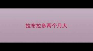拉布拉多两个月大