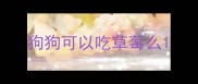 狗狗可以吃草莓么