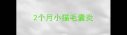 2个月小猫毛囊炎