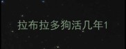 拉布拉多狗活几年