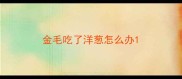 金毛吃了洋葱怎么办