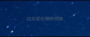 边牧爱吃哪种狗粮