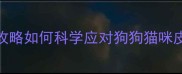 宠物化脓性皮肤病家庭护理全攻略如何科学应对狗狗猫咪皮肤溃烂附急救清单和预防指南