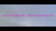 金毛犬冬季保暖全攻略科学养护指南与实用技巧