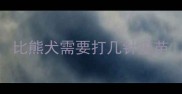 比熊犬需要打几针疫苗