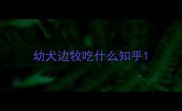 幼犬边牧吃什么知乎