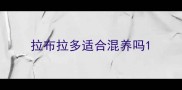 拉布拉多适合混养吗