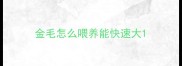 金毛怎么喂养能快速大