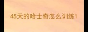 45天的哈士奇怎么训练
