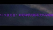 边境牧羊犬怀孕十大征兆全如何科学判断母犬怀孕期表现及饲养指南