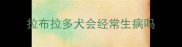拉布拉多犬会经常生病吗