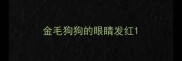 金毛狗狗的眼睛发红