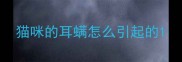 猫咪的耳螨怎么引起的