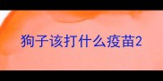 狗子该打什么疫苗