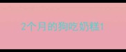 2个月的狗吃奶糕