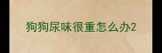 狗狗尿味很重怎么办
