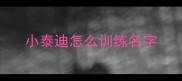 小泰迪怎么训练名字