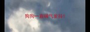 狗狗一直喘气发抖