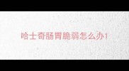 哈士奇肠胃脆弱怎么办