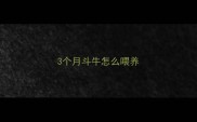 3个月斗牛怎么喂养