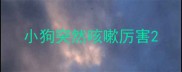 小狗突然咳嗽厉害