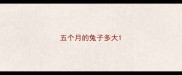 五个月的兔子多大