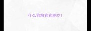 什么狗粮狗狗爱吃