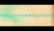 哈士奇毛色发黄怎么办全攻略黄毛哈士奇的养护与改善技巧