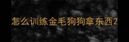 怎么训练金毛狗狗拿东西